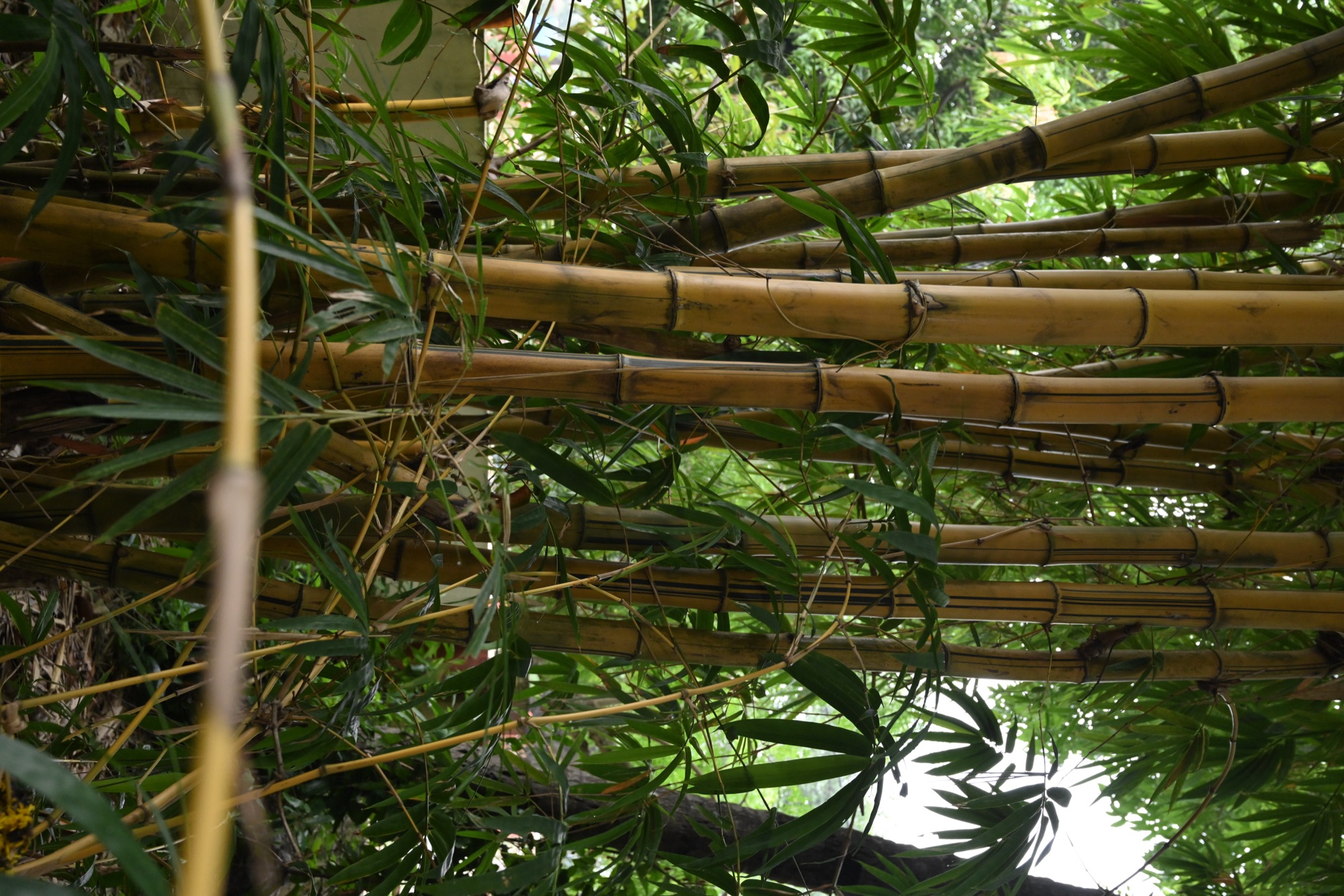 മുളം കാട്